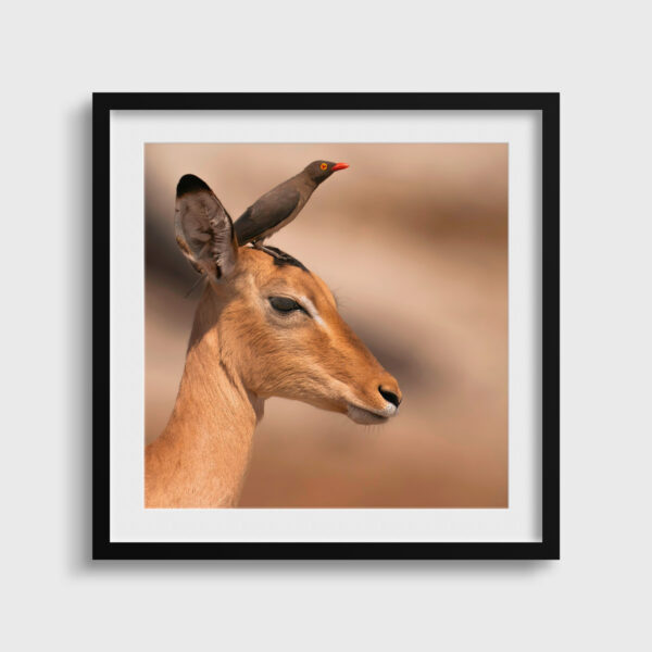 Portrait de gazelle impala Lionel Maye tirage Fine Art Une image pour rever passe partout