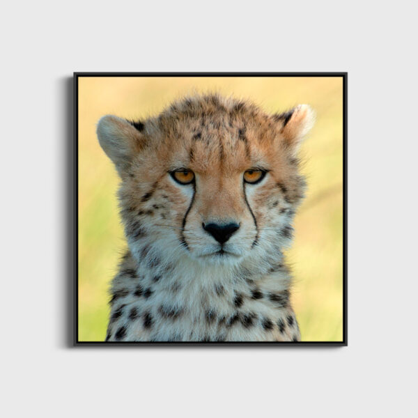 Bewitching gaze 2 Lionel Maye Fine Art print An image for revering large Floating frame