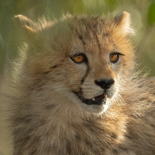 Regard envoutant Lionel Maye tirage Fine Art Une image pour rever