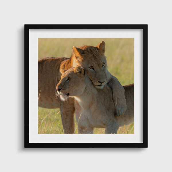 Soeurs tendresse Lionel Maye Fine Art print Une image pour rever passe partout