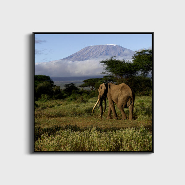 Solitaire Lionel Maye Fine Art print An image for rever large Floating frame