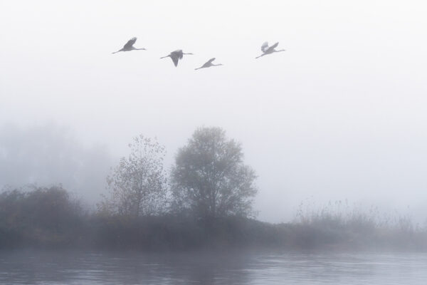 L envol des grues cendrees 3 Pierre Chancy tirage Fine Art Une image pour rever