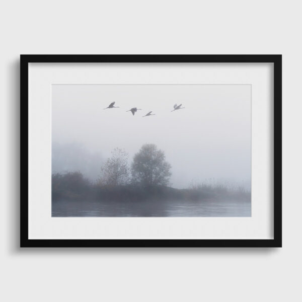 L envol des grues cendrees 3 Pierre Chancy tirage Fine Art Une image pour rever passe partout