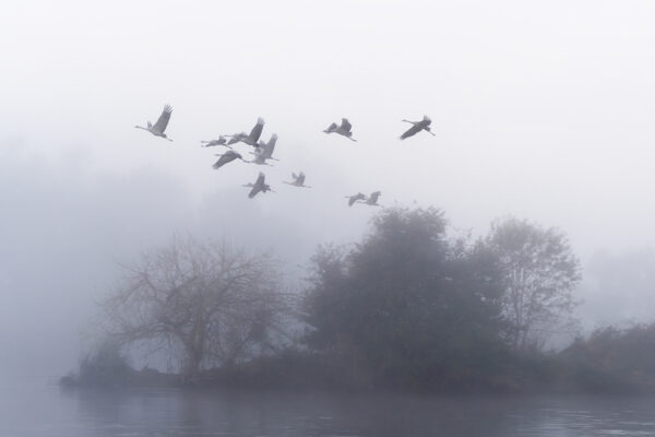 L envol des grues cendrees la matin 2 Pierre Chancy tirage Fine Art Une image pour rever