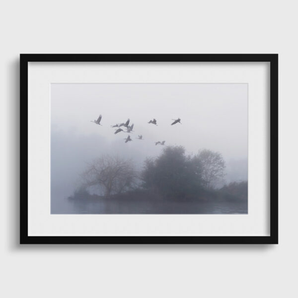 L envol des grues cendrees la matin 2 Pierre Chancy tirage Fine Art Une image pour rever passe partout