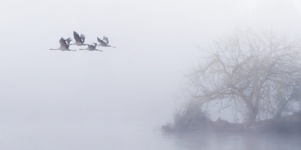 L envol des grues cendrees la matin 4 Pierre Chancy tirage Fine Art Une image pour rever