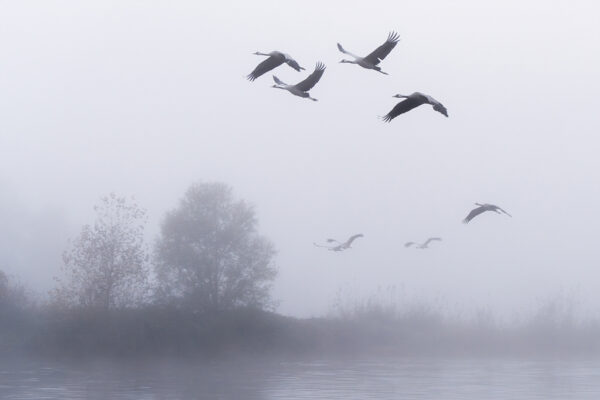 L envol des grues cendrees le matin Pierre Chancy tirage Fine Art Une image pour rever