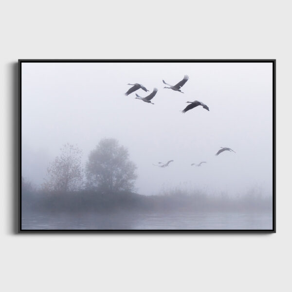 L envol des grues cendrees le matin Pierre Chancy tirage Fine Art Une image pour rever caisse americaine