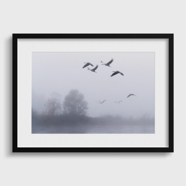 L envol des grues cendrees le matin Pierre Chancy tirage Fine Art Une image pour rever passe partout