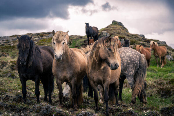 La fierte des Highlands Pierre Chancy tirage Fine Art Une image pour rever