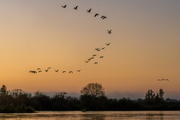 Passage des grues cendrees 2 Pierre Chancy tirage Fine Art Une image pour rever