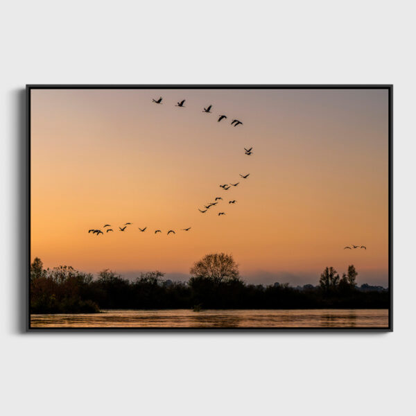 Passage des grues cendrees 2 Pierre Chancy tirage Fine Art Une image pour rever caisse americaine