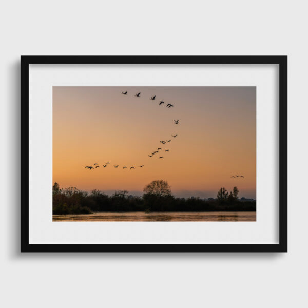 Passage des grues cendrees 2 Pierre Chancy tirage Fine Art Une image pour rever passe partout