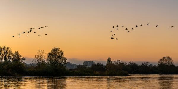 Passage des grues cendrees 3 Pierre Chancy tirage Fine Art Une image pour rever