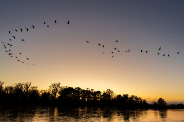 Passage des grues cendrees Pierre Chancy tirage Fine Art Une image pour rever